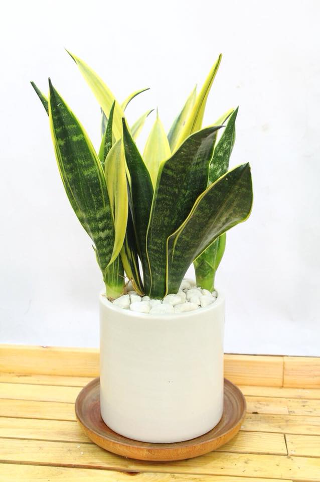 loài cây trong nhà tắm