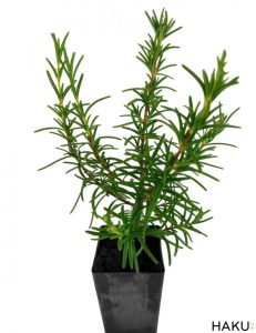 Cách chăm sóc cây hương thảo