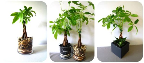 cách trồng cây kim ngân