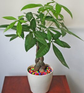 cách trồng cây kim ngân