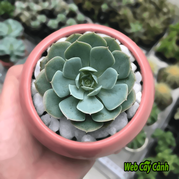 sen đá - chăm sóc sen đá