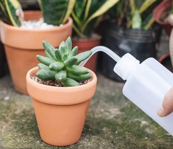 sen đá - chăm sóc sen đá