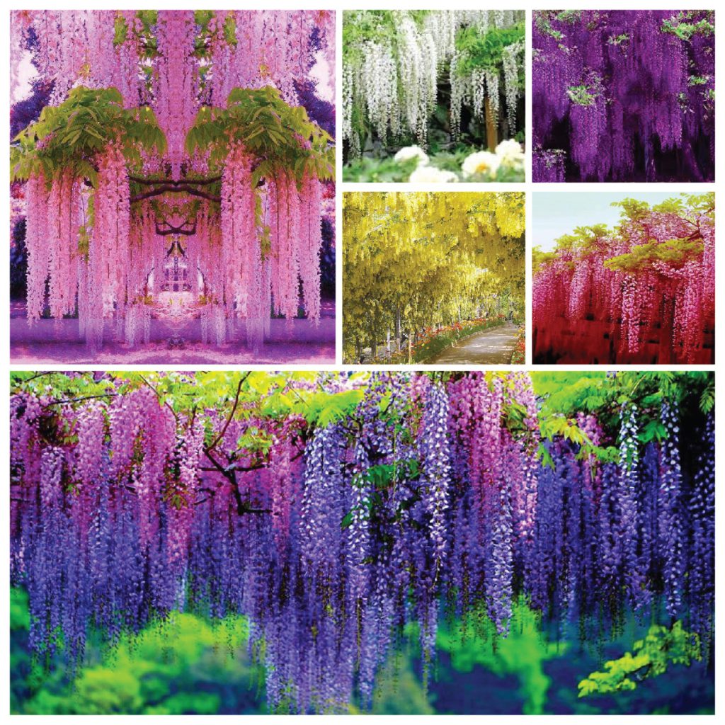 Hoa Tử Đằng - cây cảnh chịu nắng