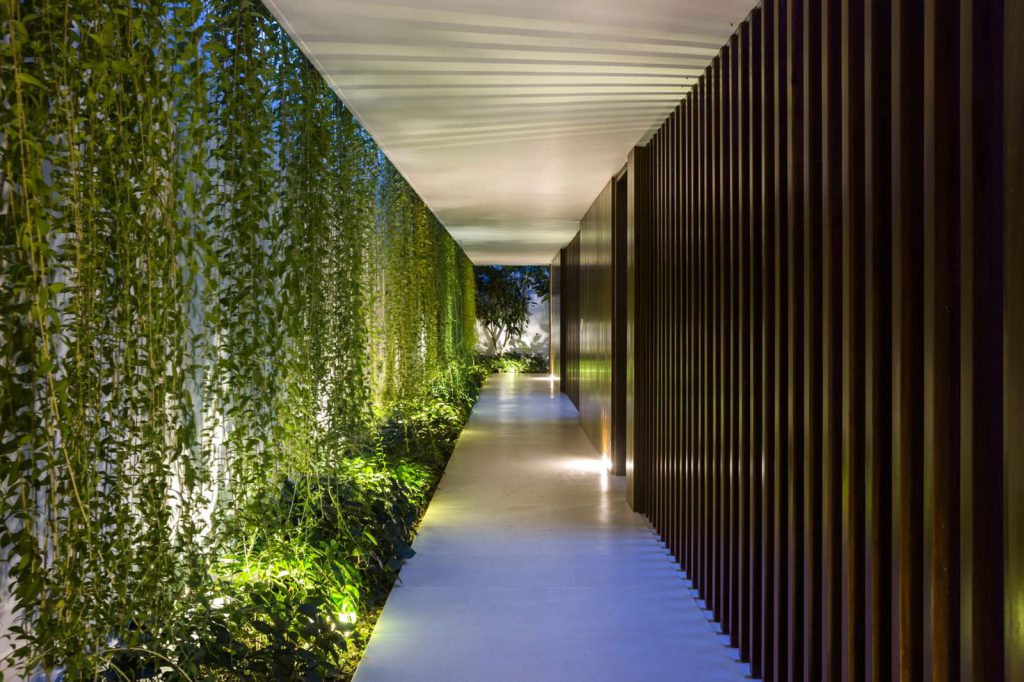 Cây Cúc Tần - cây cảnh chịu nắng