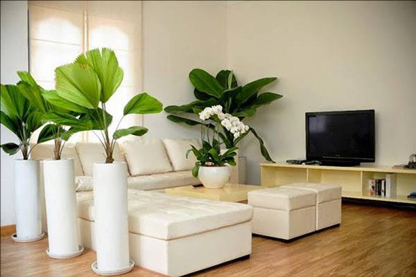 cây cảnh trang trí trong nhà