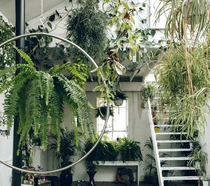 cây cảnh trang trí trong nhà