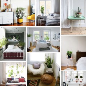 cây cảnh trang trí trong nhà