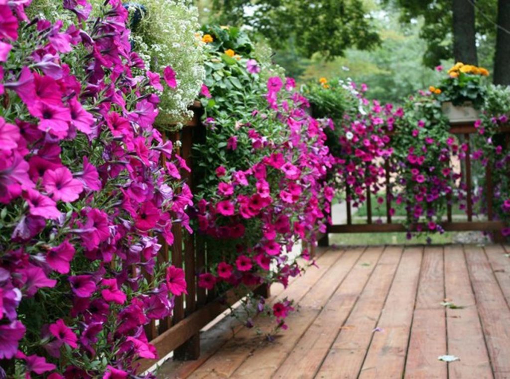 cây trồng làm hàng rào đẹp