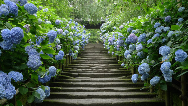 Hoa cẩm tú cầu - cây trồng làm hàng rào đẹp