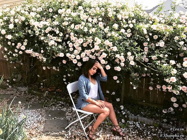 Hoa hồng leo - cây trồng làm hàng rào đẹp