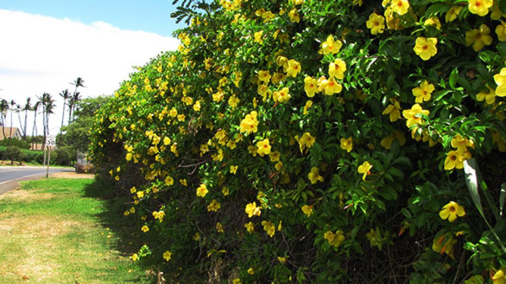 Hoa huỳnh anh - cây trồng làm hàng rào đẹp