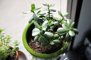 ý nghĩa cây ngọc bích 