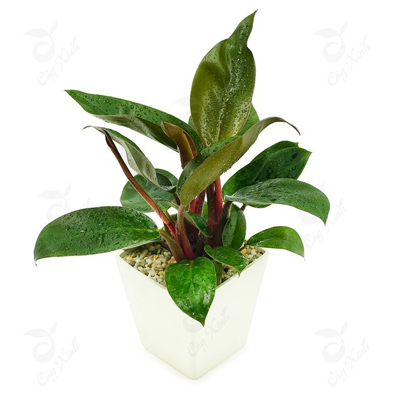 loài cây trong nhà tắm