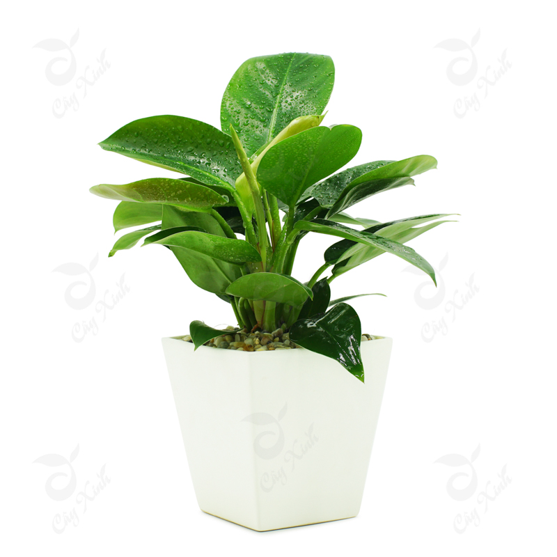 trầu bà đế vương