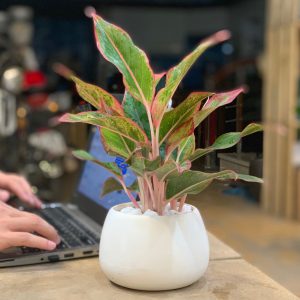 cách chăm sóc cây phú quý