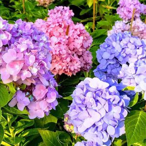 đặc điểm của cây tú cầu