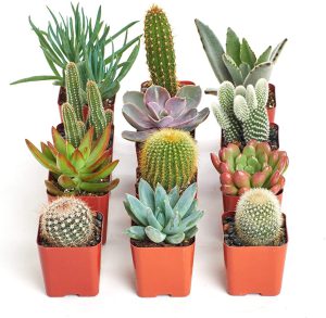 ý nghĩa của xương rồng trong phong thủy