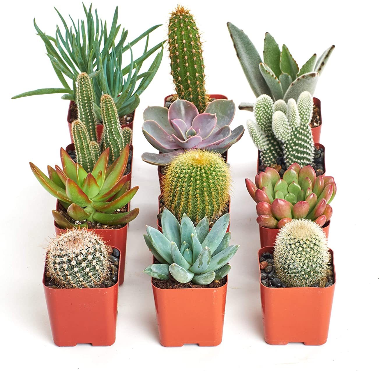 ý nghĩa của cây xương rồng trong phong thủy