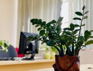cây cảnh phong thủy trong văn phòng