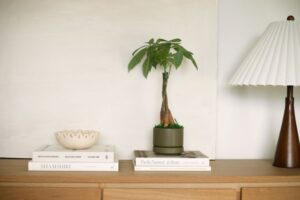 cây để bàn Hải Phòng