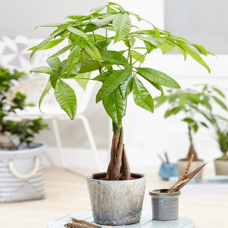 cây nội thất