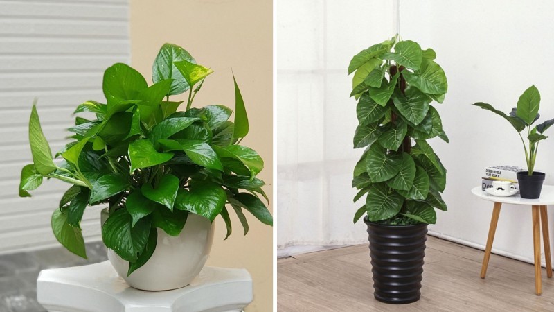 cho thuê cây cảnh nội thất văn phòng