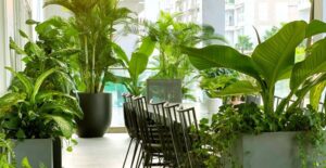 cho thuê cây văn phòng