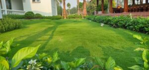 thi công trồng cỏ