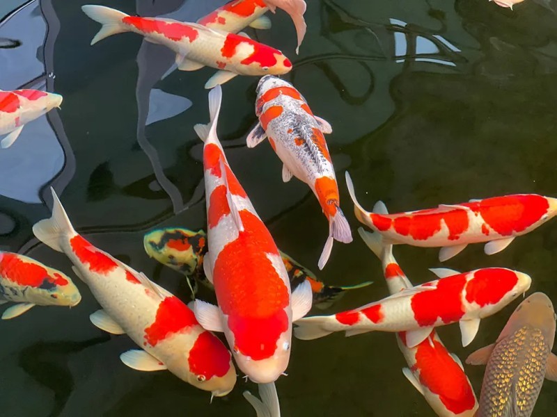 thiết kế hồ cá koi​