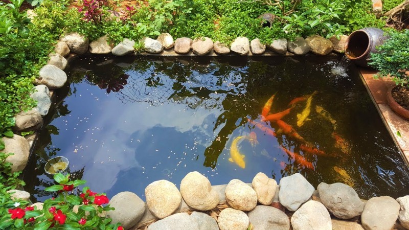 thiết kế hồ cá koi​
