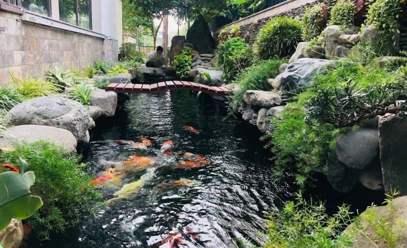 thiết kế hồ cá koi​