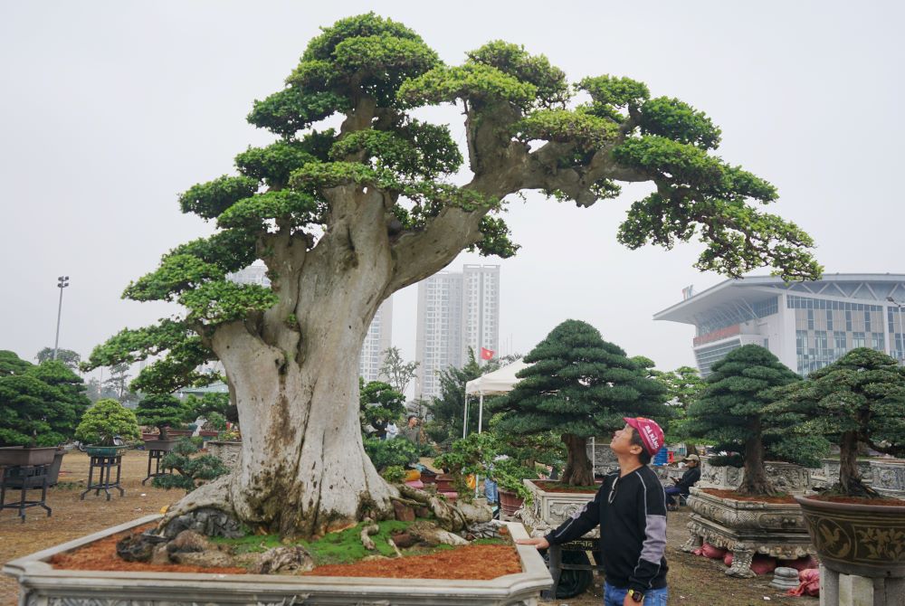 Chiêm ngưỡng những cây cảnh bạc tỉ tại triển lãm ở Thanh Hóa