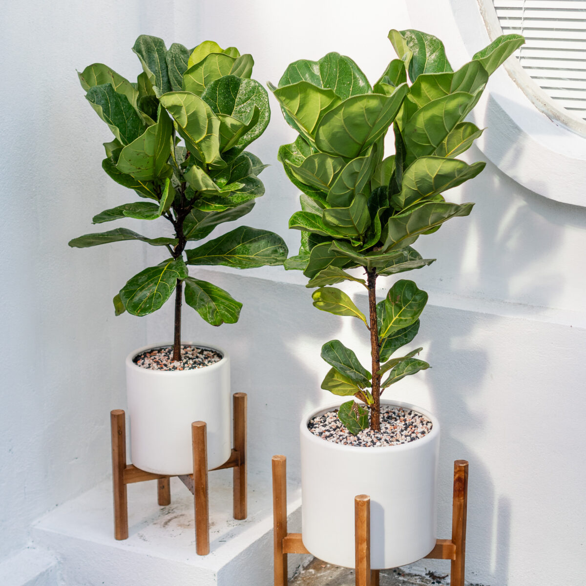 Bàng Singapore | Fiddle-leaf fig - Joy Garden
