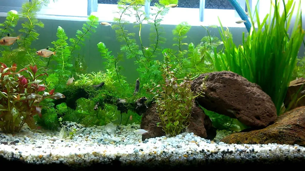 Top 19+ cây thủy sinh đẹp, dễ chăm sóc & hợp phong thủy