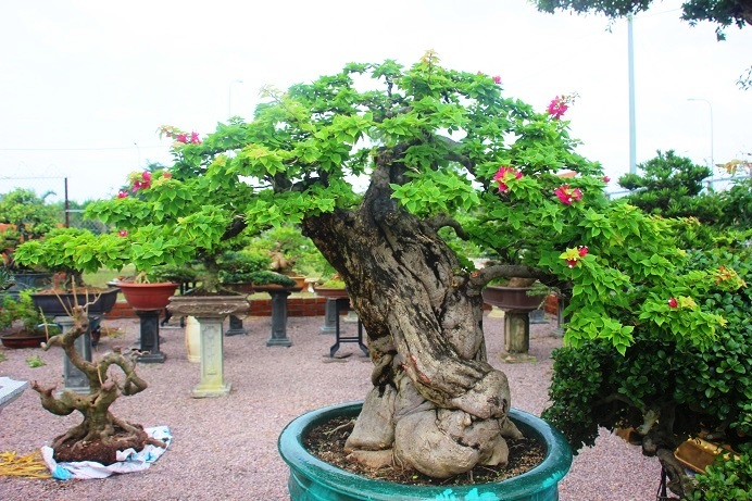 Bonsai cổ thụ dáng cực lạ giá cả trăm triệu ngóng 'đại gia' dịp Tết