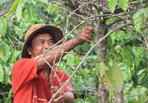 Kỹ thuật cắt tỉa cành Cà phê sau thu hoạch • Vinasa Agri Tech J.S.C