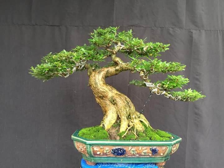 Cách chăm sóc tạo thế Cây cảnh Bonsai đẹp