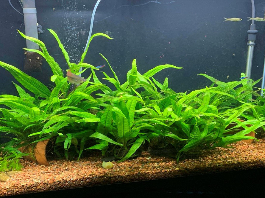 Nuôi cá cảnh: Gợi ý 21 loại cây thủy sinh cho bể cá tại nhà - P2