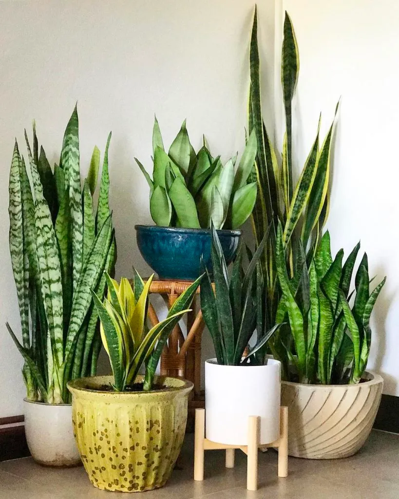 Cây lưỡi hổ: Ý nghĩa và ứng dụng trong trang trí nội thất