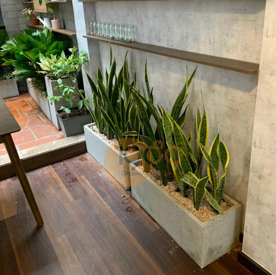 Chậu Chữ Nhật Trồng Lưỡi Hổ