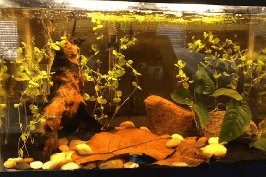 Tác dụng tuyệt vời của lá bàng cho người nuôi cá cảnh - Wiki Cá Cảnh