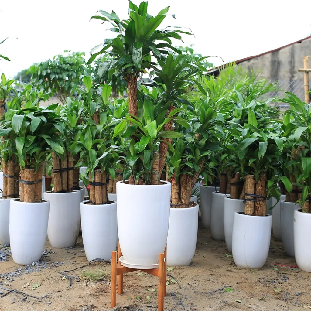 Ý nghĩa phong thủy và công dụng của cây thiết mộc lan